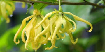 Ylang-Ylang - projevení vášní - Obsah ml - 5ml