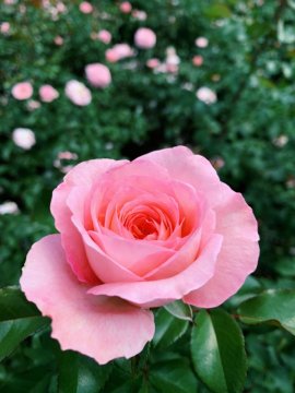 Kouzlo růže - Obsah ml - 5ml
